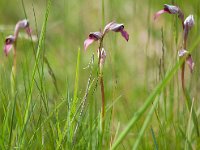 Serapias lingua (Sérapias à languette)  Prairie Périgord