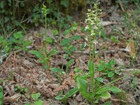 Platanthera bifolia (Platanthère à deux feuilles)  Bord de chemin Périgord